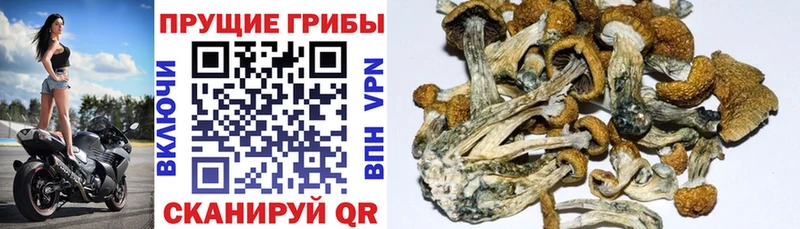 что такое   Каргат  Галлюциногенные грибы Cubensis 
